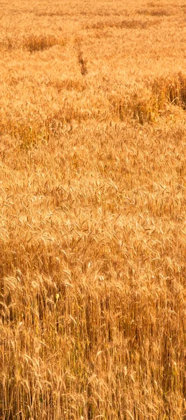 Поле Желтой Спелой Пшеницы Всплеск Солнечного Света Пшеничное Поле Время — стоковое фото
