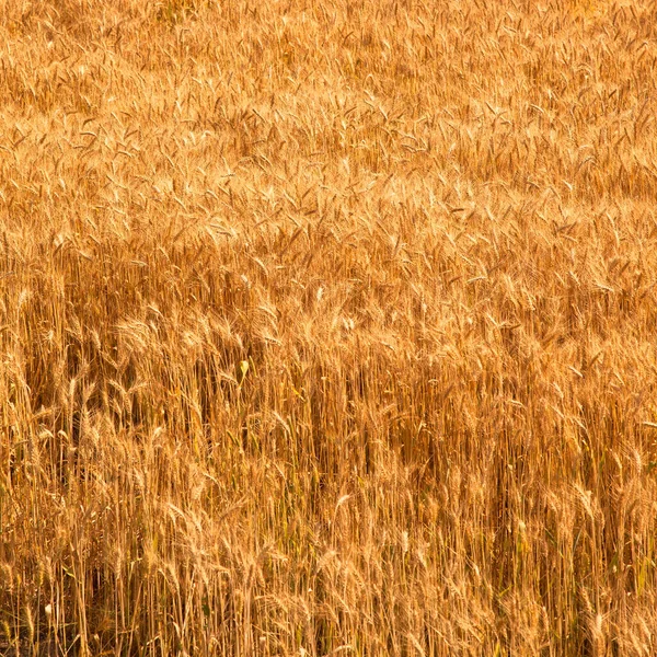 Поле Жовтого Стиглої Пшениці Сонячному Світлі Пшеничне Поле Під Час — стокове фото