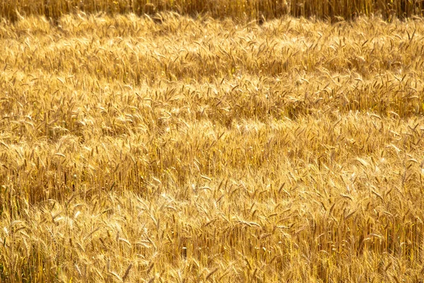 Sarı Olgun Buğday Tarlaları Güneş Işığında Buğday Tarlaları Hasat Zamanı — Stok fotoğraf
