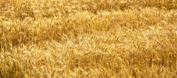 Field Yellow Ripe Wheat Spike Sunlight Wheat Field Harvest Time — Stock Photo, Image