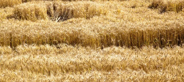 Feld Aus Gelbem Und Reifem Weizen Sonnenlicht Weizenfeld Zur Erntezeit — Stockfoto
