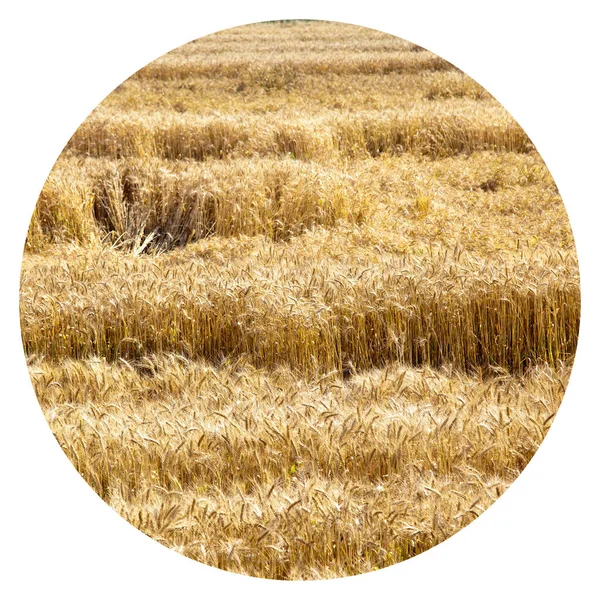 Feld Aus Gelbem Und Reifem Weizen Sonnenlicht Weizenfeld Zur Erntezeit — Stockfoto