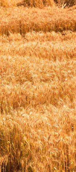 Pole Žlutého Zralého Pšeničného Bodce Slunci Pšeničné Pole Době Sklizně — Stock fotografie