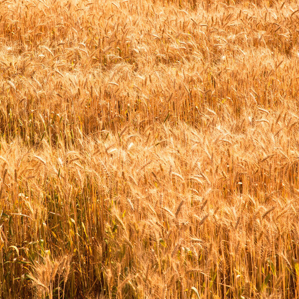Field of yellow and ripe wheat spike in sunlight, wheat field at harvest time