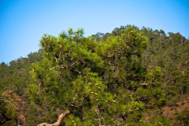 Türkiye 'nin Mugla ilinin Marmaris ilçesi etrafındaki dağlarda bitki ve çam ormanları