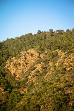 Türkiye 'nin Mugla ilinin Marmaris ilçesi etrafındaki dağlarda bitki ve çam ormanları