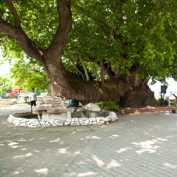Okolice Jeziora Ulubat Lub Uluabat Golyaz Wielowiekowe Drzewo Sycamore Płaczące — Zdjęcie stockowe