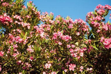 Oleander bitkisi ve mavi gökyüzü Hiç düşmeyen taze pembe çiçekleriyle