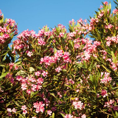 Oleander bitkisi ve mavi gökyüzü Hiç düşmeyen taze pembe çiçekleriyle