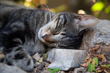 Yumuşak tüylü sevimli kedi rahat bir şekilde uyuyor, gri siyah beyaz kedi şehirlerde yaşıyor.