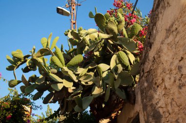 Tropik iklimlerde yetişen kaktüs familyasından Türkiye Mugla Datca 'nın bulunduğu ananas veya opuntia bitkisi
