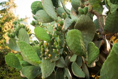 Tropik iklimlerde yetişen kaktüs familyasından Türkiye Mugla Datca 'nın bulunduğu ananas veya opuntia bitkisi