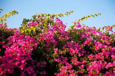 Bougainvillea, sıcak Akdeniz ve Ege iklimlerinde yetişen sarmaşık şeklinde büyüyen dekoratif bir bitkidir.