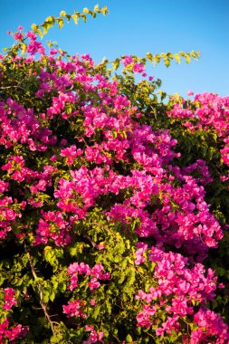Bougainvillea, sıcak Akdeniz ve Ege iklimlerinde yetişen sarmaşık şeklinde büyüyen dekoratif bir bitkidir.