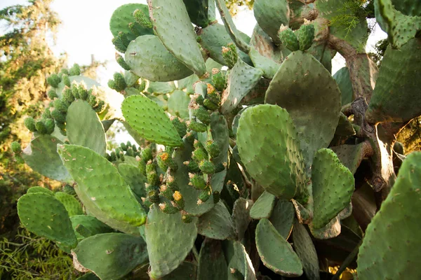Piña Planta Opuntia Familia Los Cactus Que Crece Climas Tropicales — Foto de Stock