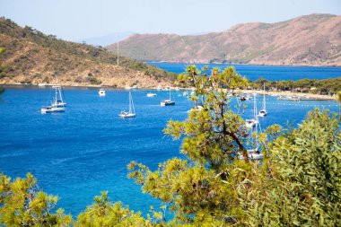 Mavi tuzlu deniz suyu dokusu ve yeşil çam kozalağı ağacı, Datca Türkiye kıyısı