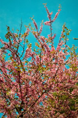 Bahar dalı pembe çiçek kırmızı tomurcuk ağacı Judas ağacı, güneşli bir gün ve açık mavi gökyüzü, bahar geldi
