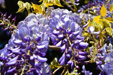 Bahar dalı beyaz mor ve leylak çiçeği, güneşli bir gün, bahar geldi.