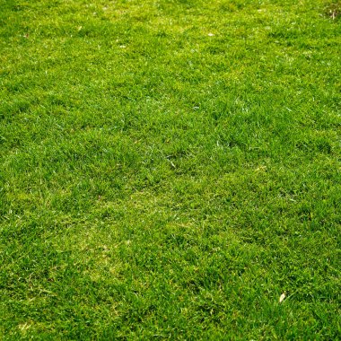 Yeşil çimen doğa arka planı, bitkinin doğal dokusu yakın plan, yeşil çimen deseni ve doku arka plan