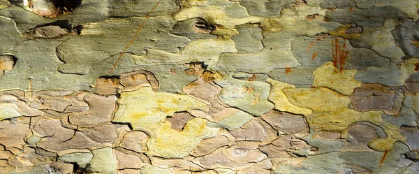 Brown old oak bark texture detail, background oak bark texture close up