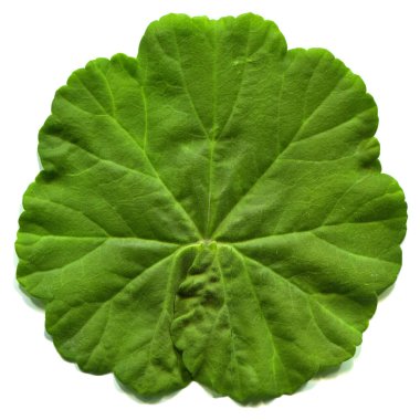 Fresh green hibiscus mallow (Althaea officinalis) leaf freshly plucked from the branch, isolated on white background with high resolution