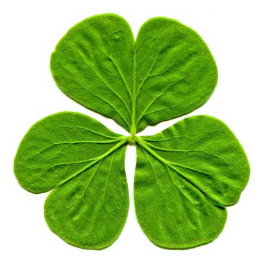 Taze yeşil üç yapraklı yonca yaprakları daldan yeni koparılmış, yüksek çözünürlüklü beyaz arka planda izole edilmiş.