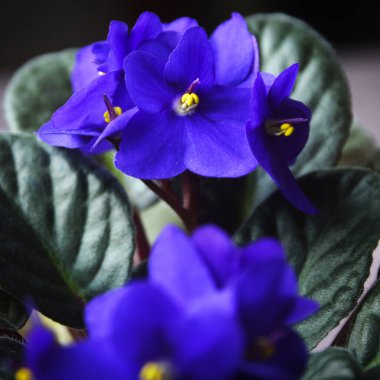 Güzel mor viyola çiçekleri yaz bahçesinde, mis kokulu mor menekşe tarlası