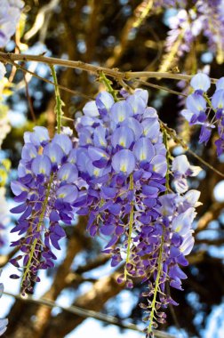 Bahar dalı beyaz mor ve leylak çiçeği, güneşli bir gün, bahar geldi.