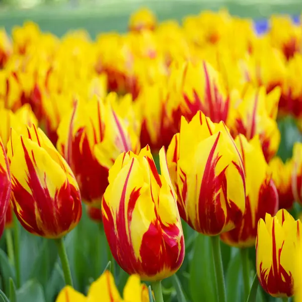 Žluté Červené Velkolepé Tulipány Tráva Jaře Istanbul Emirgan Royalty Free Stock Obrázky