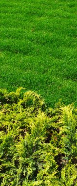 Yeşil çimen doğa arka planı, bitkinin doğal dokusu yakın plan, yeşil çimen deseni ve doku arka plan