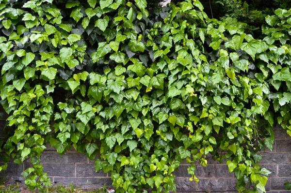 Fresh ivy wall plant with green leaves, ivy foliage texture, evergreen ivy in winter