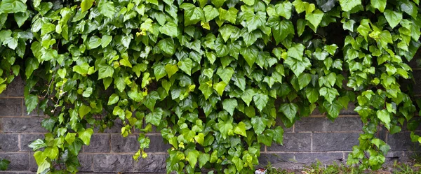 Fresh ivy wall plant with green leaves, ivy foliage texture, evergreen ivy in winter