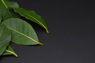 Daphne yaprağı, aromatik defne yaprağı, Laurus nobilis yaprağı, siyah arka planda izole edilmiş.