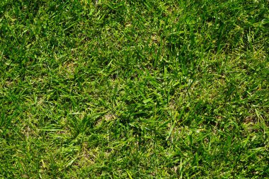 Yeşil çimen doğa arka planı, bitkinin doğal dokusu yakın plan, yeşil çimen deseni ve doku arka plan