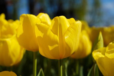 Bulbous flower that blooms every year in April, yellow tulips with very vibrant colors, Turkey Istanbul Emirgan grove clipart