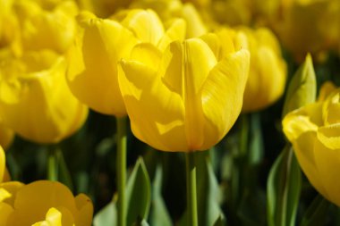 Nisan 'da her yıl açan soğan çiçeği, çok canlı renklerde sarı laleler, Türkiye İstanbul Emirgan korusu