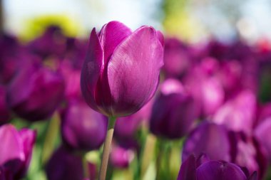 Bulbous flower that blooms every year in April, purple tulips with very vibrant colors, Turkey Istanbul Emirgan grove clipart