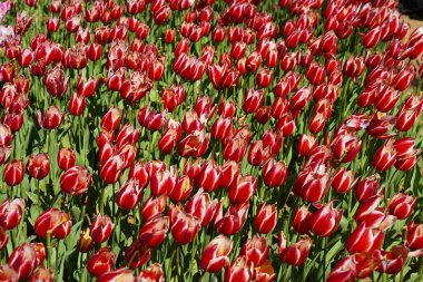 Bulbous flower that blooms every year in April, red white tulips with very vibrant colors, Turkey Istanbul Emirgan grove clipart