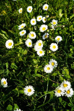 Sevginin sembolü, doğal ortamlarında büyüyen küçük sevimli papatyalar, çayırların ve otların arasında büyüyor.