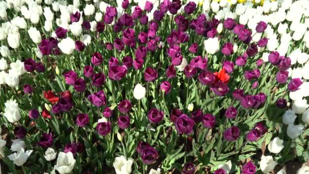 Flor Bulbosa Que Florece Cada Año Abril Tulipanes Blancos Púrpura Clip De Vídeo