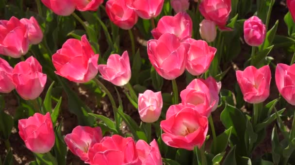 Bulbous Virág Hogy Virágzik Minden Évben Áprilisban Rózsaszín Tulipán Nagyon Stock Videó