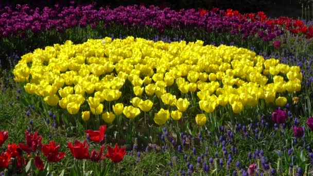 Flor Bulbosa Que Florece Cada Año Abril Tulipanes Amarillos Púrpura Metraje De Stock