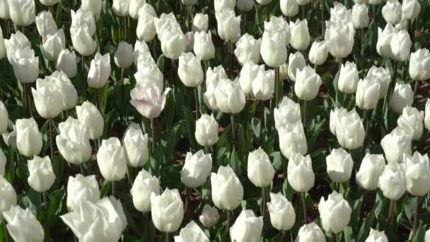 每年四月开花的球茎花 色彩艳丽的白色郁金香 土耳其伊斯坦布尔 免版税图库视频片段