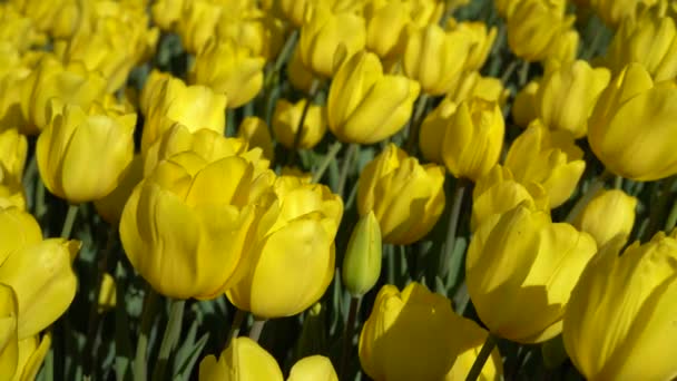 Bulbous Blomst Der Blomstrer Hvert April Gule Tulipaner Med Meget – Stock-video