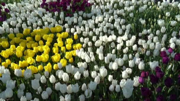 每年四月开花的球茎花 黄色紫色的白色郁金香 色彩艳丽 土耳其伊斯坦布尔埃米尔干园 — 图库视频影像