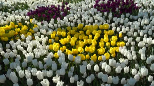 毎年4月に咲くブルーバスの花 非常に活気に満ちた色の黄色い紫色の白いチューリップ トルコイスタンブールエミレーガングルーブ — ストック動画