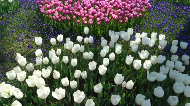 每年四月盛开的球茎花 紫色的白色郁金香 色彩艳丽 土耳其伊斯坦布尔爱米甘园 — 图库视频影像