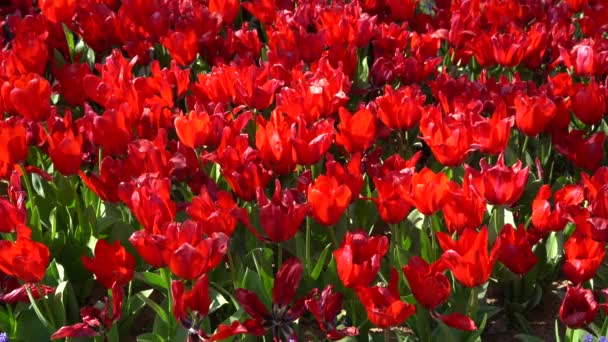 Flor Bulbosa Que Florece Cada Año Abril Tulipanes Rojos Con — Vídeo de stock