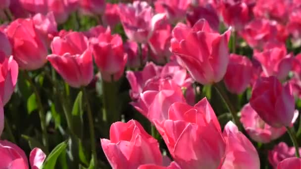 每年四月开花的球茎花 粉红色的郁金香 色彩艳丽 土耳其伊斯坦布尔 免版税图库视频片段