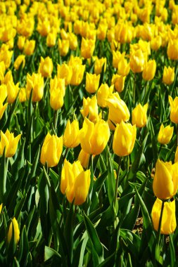 Nisan 'da her yıl açan soğan çiçeği, çok canlı renklerde sarı laleler, Türkiye İstanbul Emirgan korusu